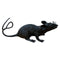 Florida Panthers Rally Rat
